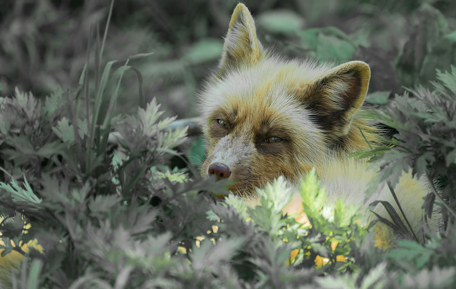 Hidden Fox Photograph by Sam Rino