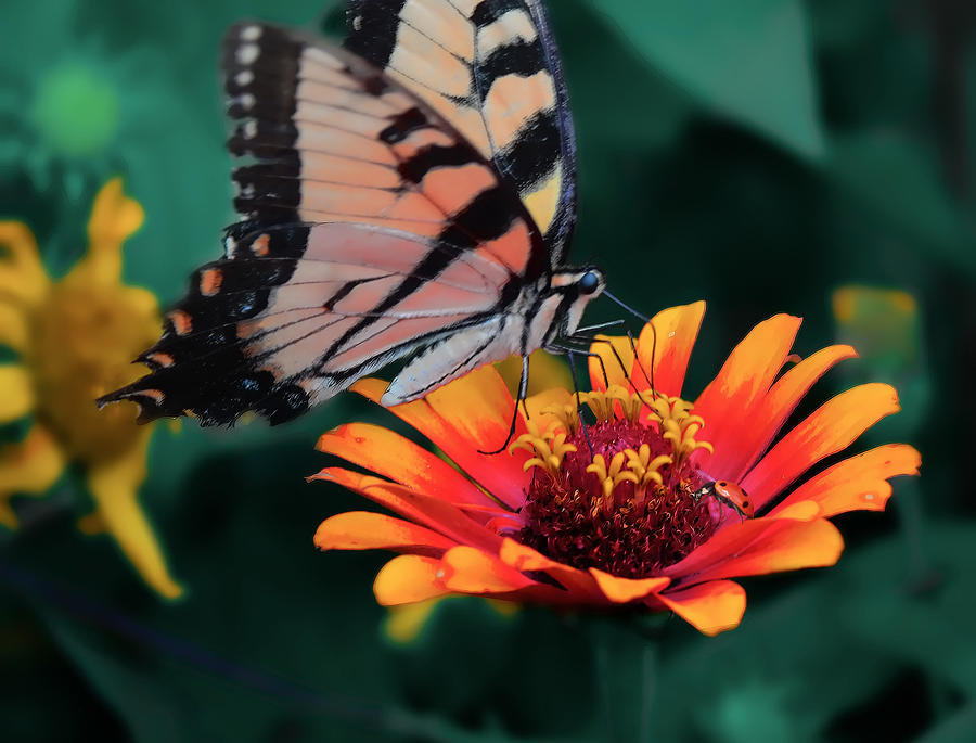 Hidden Garden Photograph by Tammy Cook - Fine Art America