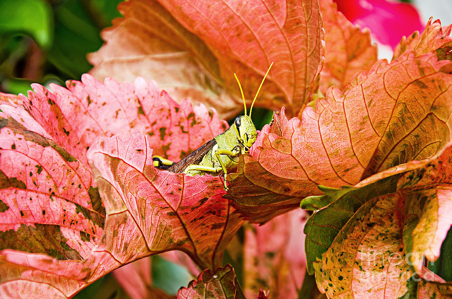 Hidden Grasshopper Photograph by Andee Design