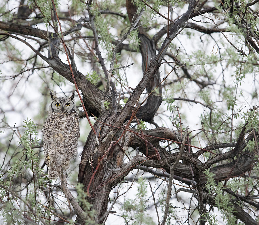 Hidden Great Horned Owl Photograph by Max Waugh