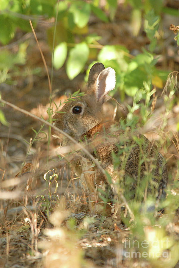 Hidden Hare Photograph by Dennis Hammer