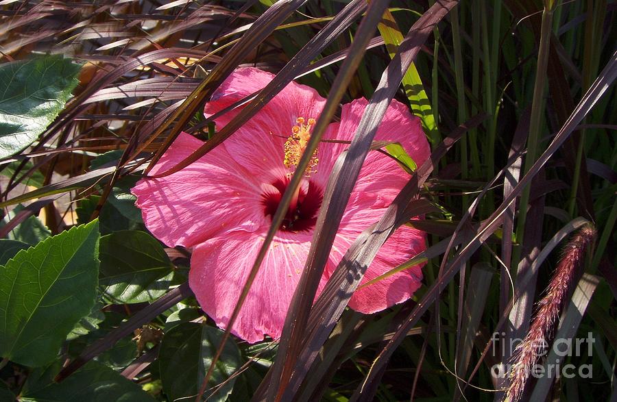Hidden Hibiscus  Photograph by CAC Graphics