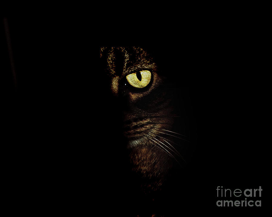 Hidden Kitty Under The Cover Of Darkness Photograph by Andee Design