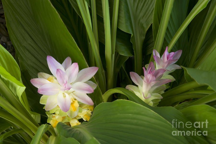 Hidden Lily Ginger Flowers Photograph By Inga Spence