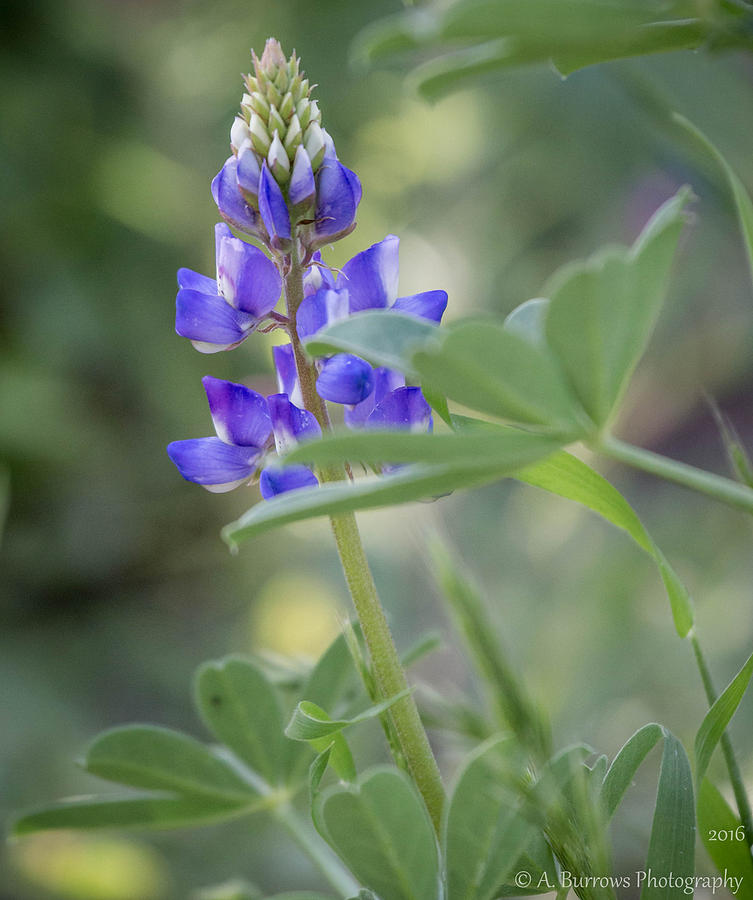 Hidden Lupine Photograph by Aaron Burrows