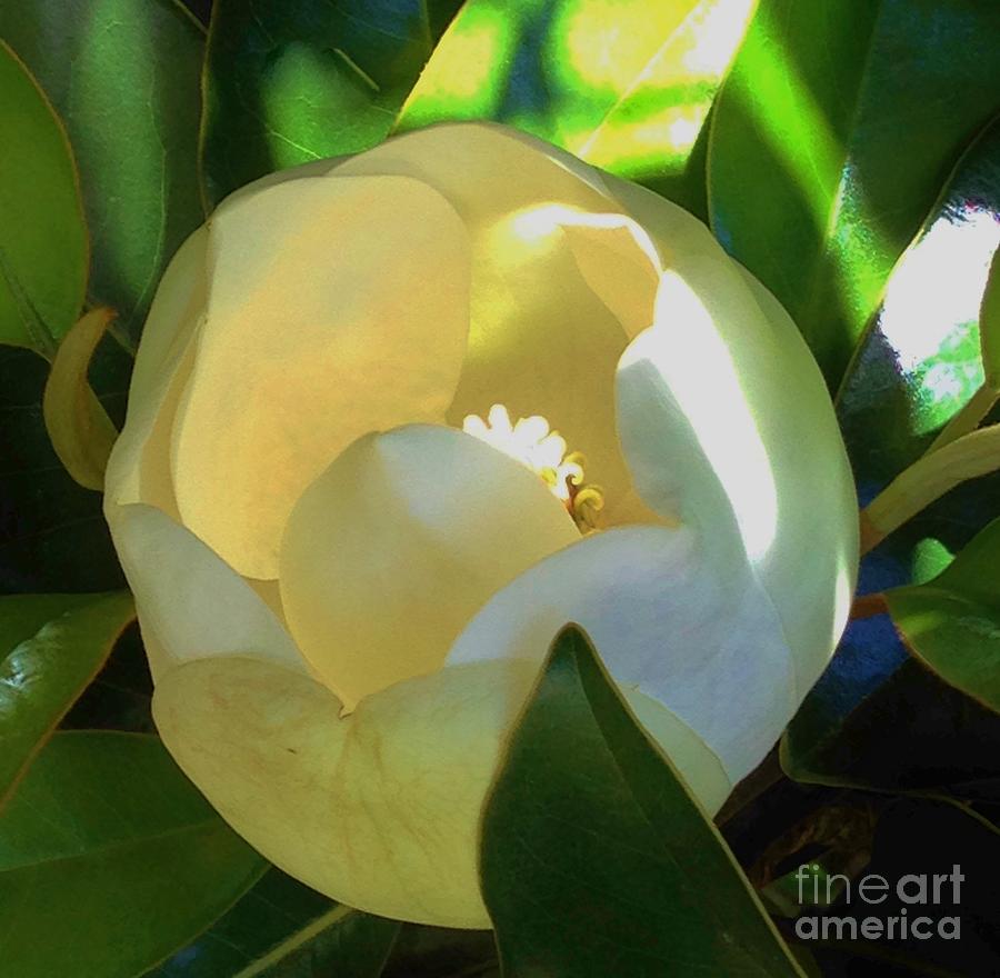 Hidden Magnolia Photograph by Emma Carter Brooks