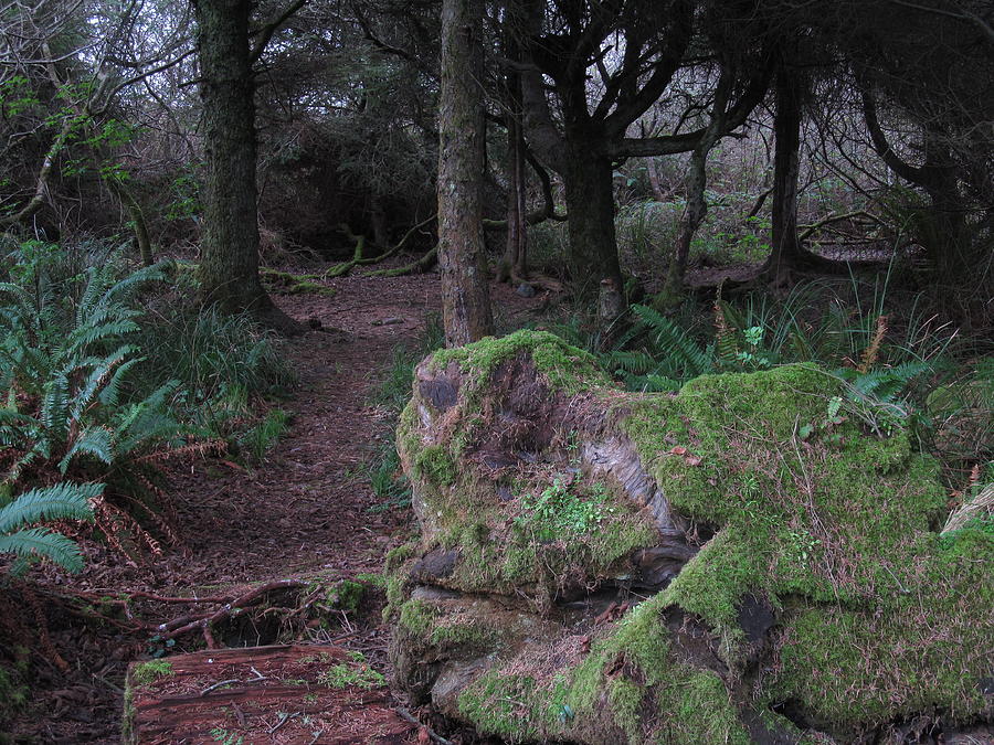 Hidden path Photograph by Amie Ebert - Fine Art America