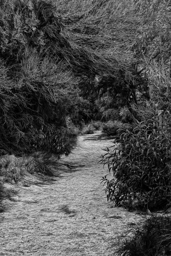 Hidden Path No25 Photograph by Mark Myhaver