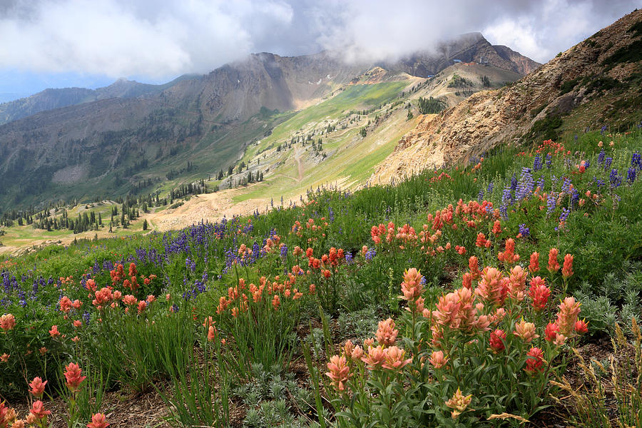 Hidden Peak and Mineral Basin Wildflowers Photograph by Brett Pelletier