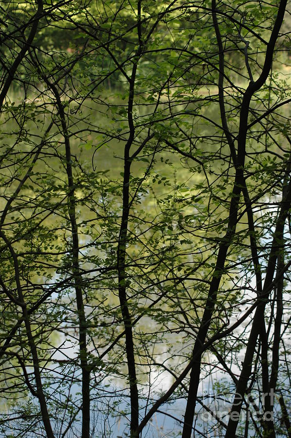 Hidden Pond Natural Fence Photograph by LeeAnn McLaneGoetz McLaneGoetzStudioLLCcom