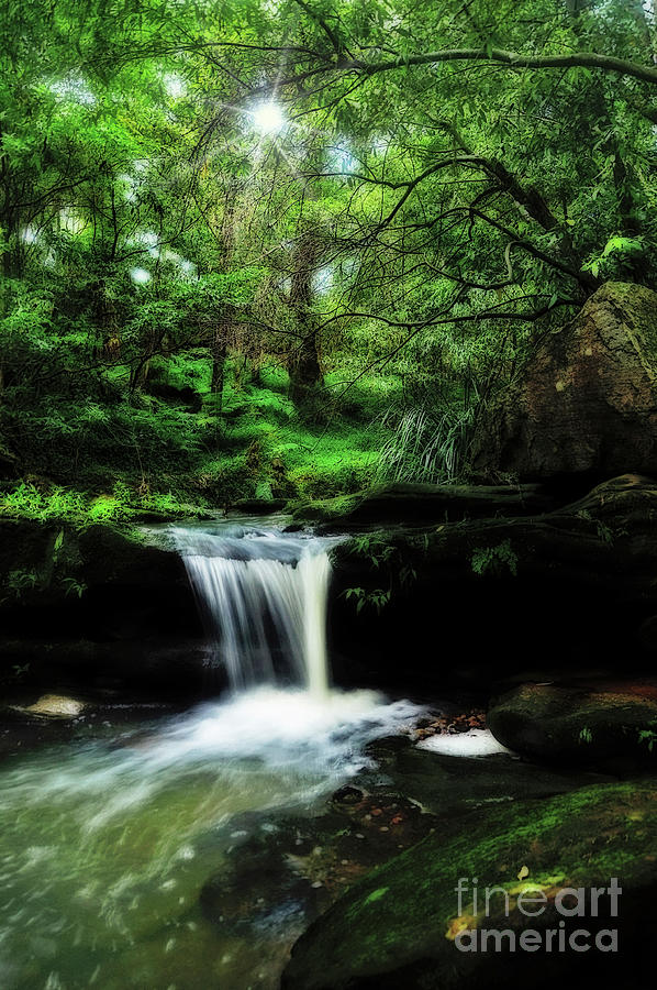 Hidden Rainforest - Painterly Photograph by Kaye Menner