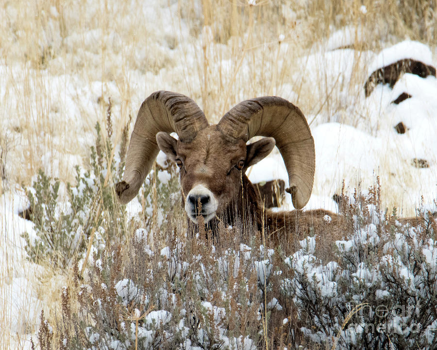 Hidden Ram Photograph by Michael Dawson - Fine Art America