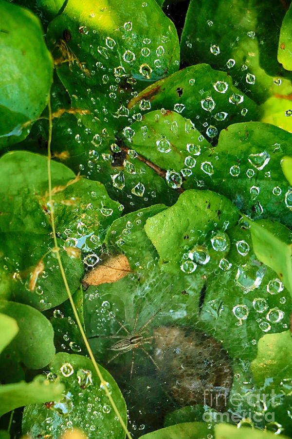 Hidden Spider Web Photograph by Elizabeth Dow