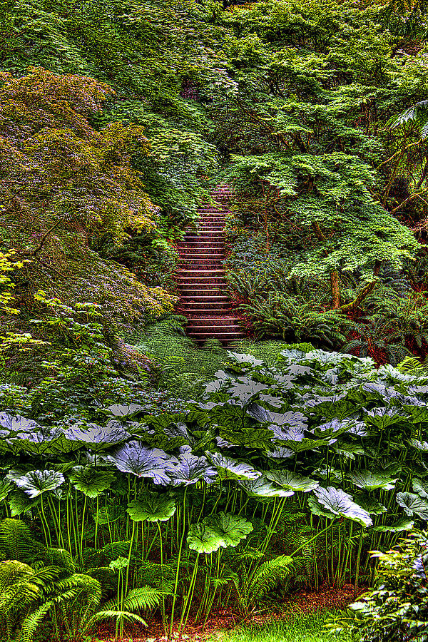 Hidden Stairs Photograph by David Patterson