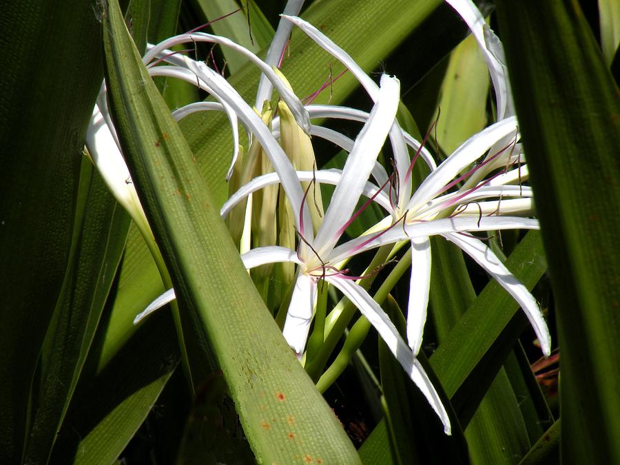 Hidden Swamp Lily Photograph by Rosalie Scanlon