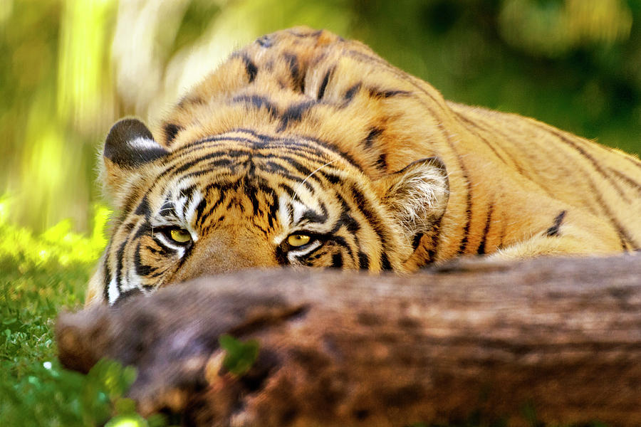 Hidden Tiger Photograph by Tito Santiago - Fine Art America