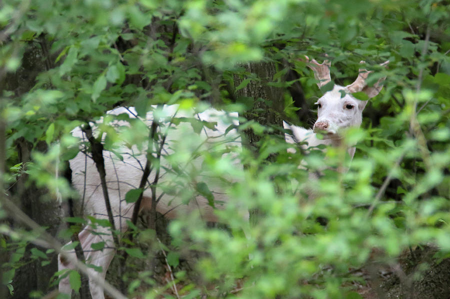 Hidden White Deer Photograph by Brook Burling