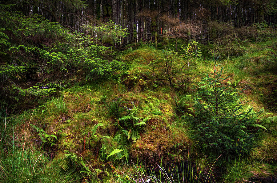 Hidden Woodland. Rest and Be Thankful. Scotland Photograph by Jenny Rainbow