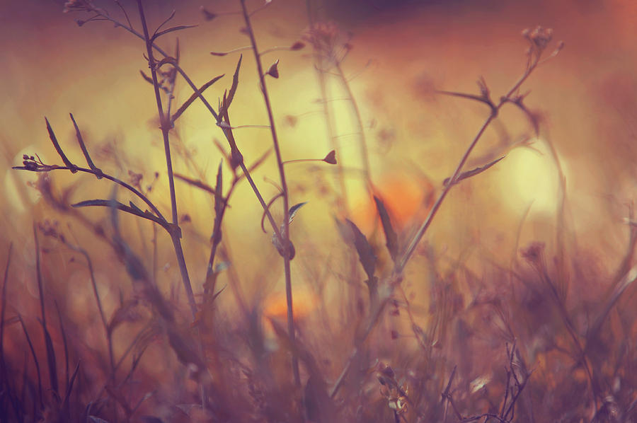 Hidden World of Wild Grass Photograph by Jenny Rainbow