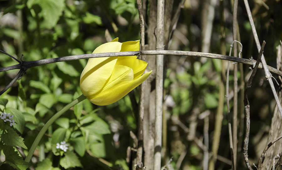 Flower Photograph - HIdden Yellow Tulip 02 by Teresa Mucha