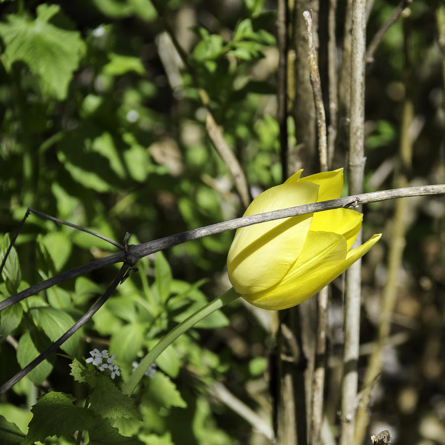 Flower Photograph - HIdden Yellow Tulip by Teresa Mucha