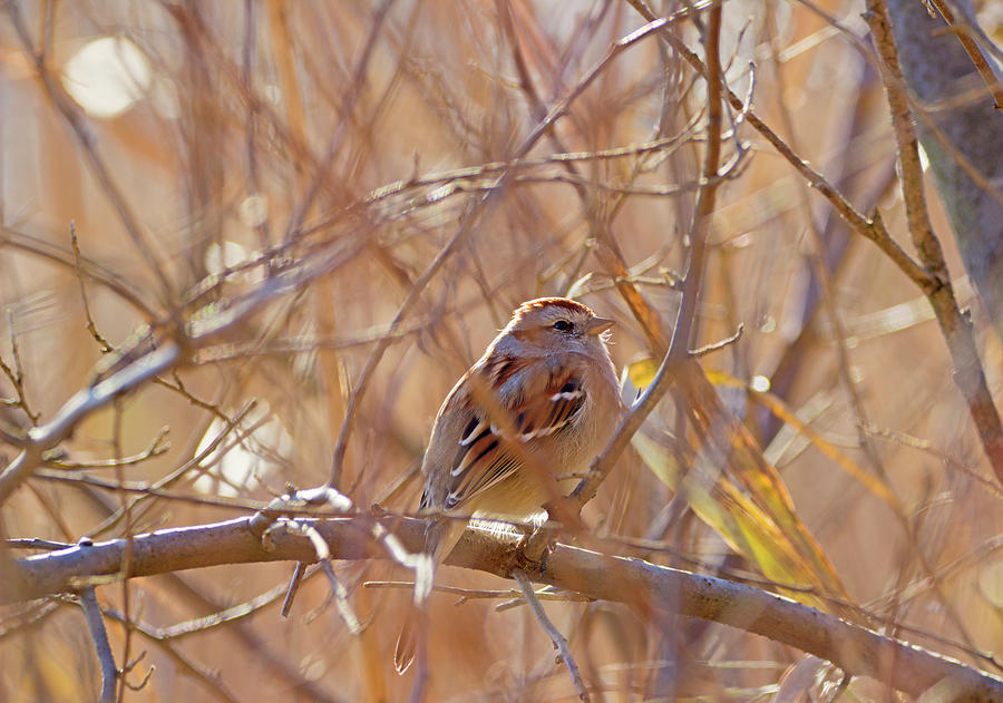 Hidding in plain sight - Field Sparrow - Spizella pusilla Photograph by Spencer Bush