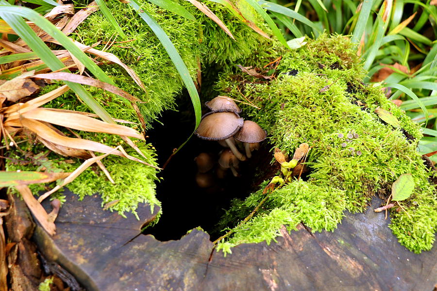 Hidding mushrooms Photograph by Lukasz Ryszka
