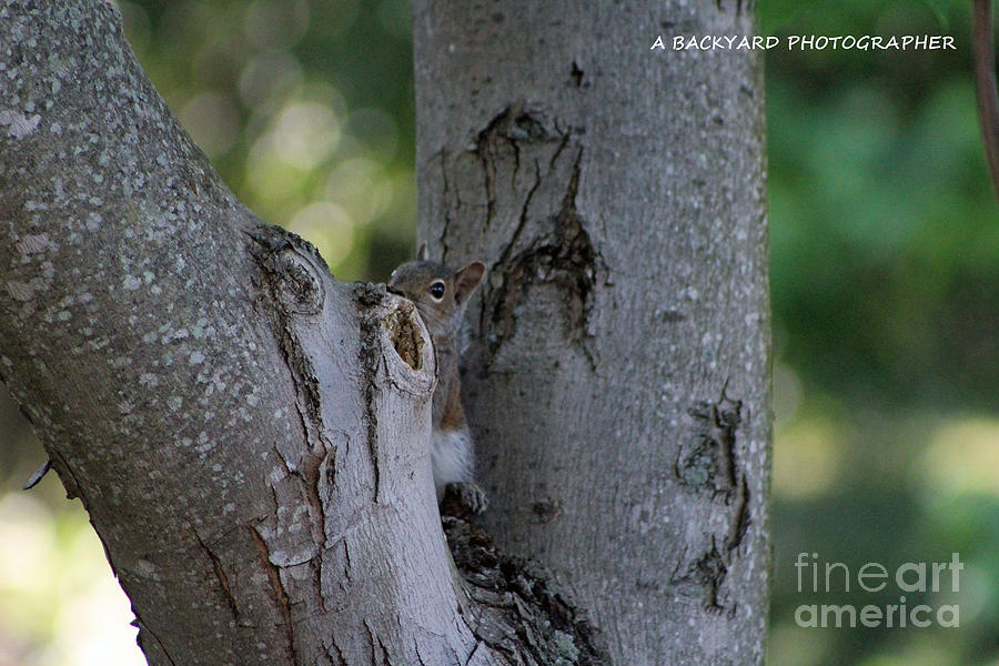 hide and seek squirrels