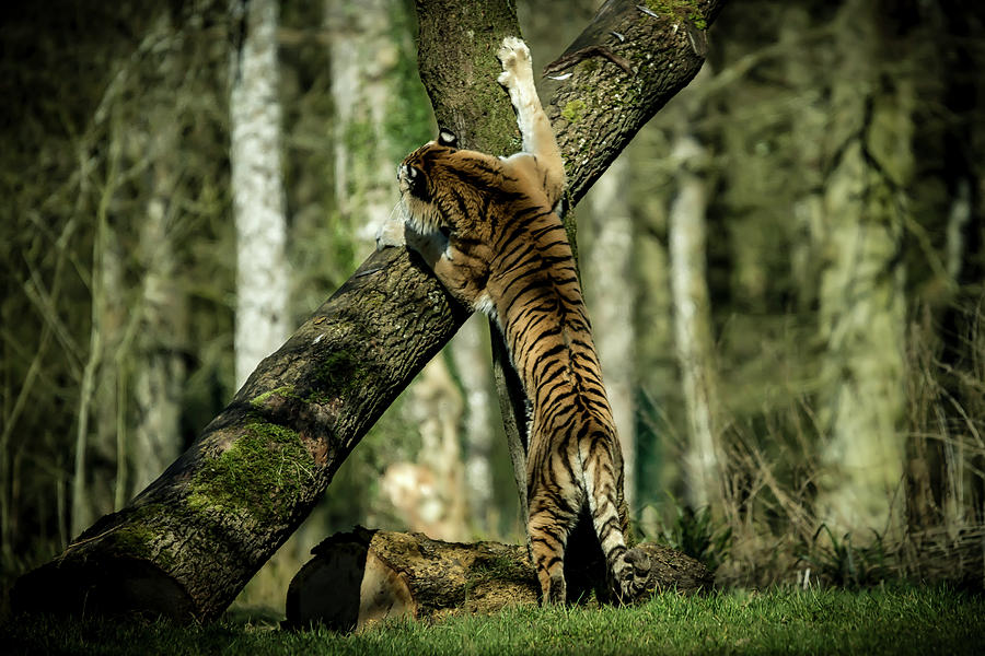 Tiger Photograph - Hide and Seek by Chris Boulton