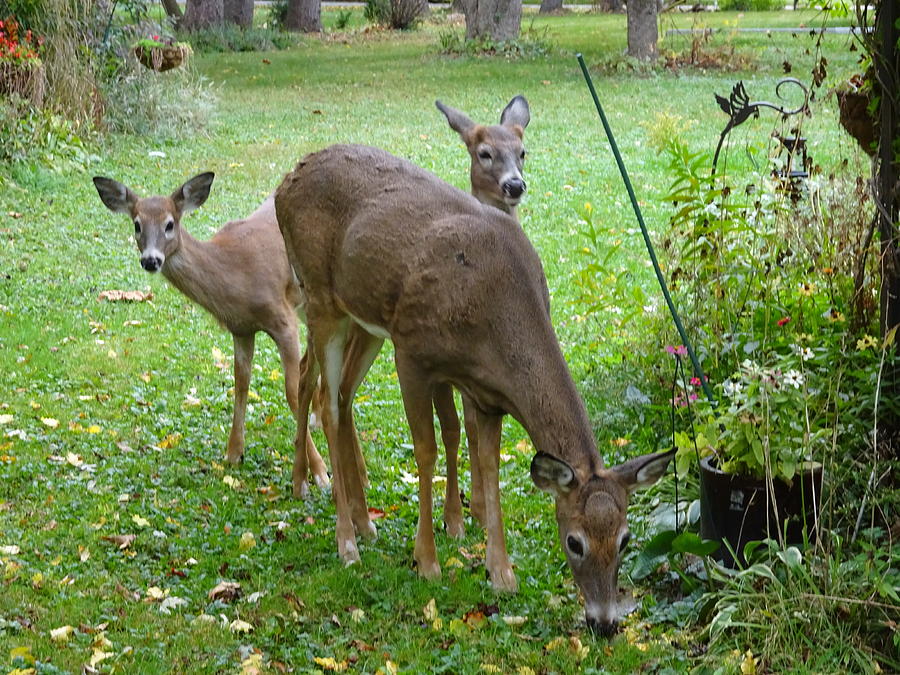 Deer Photograph - Hide And Seek by Red Cross Deer Photograph - Hide And Seek by Red Cross