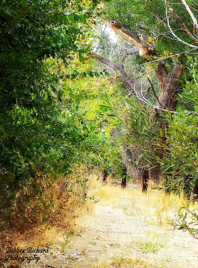 Tree Photograph - Hide Away  by Bobbee Rickard
