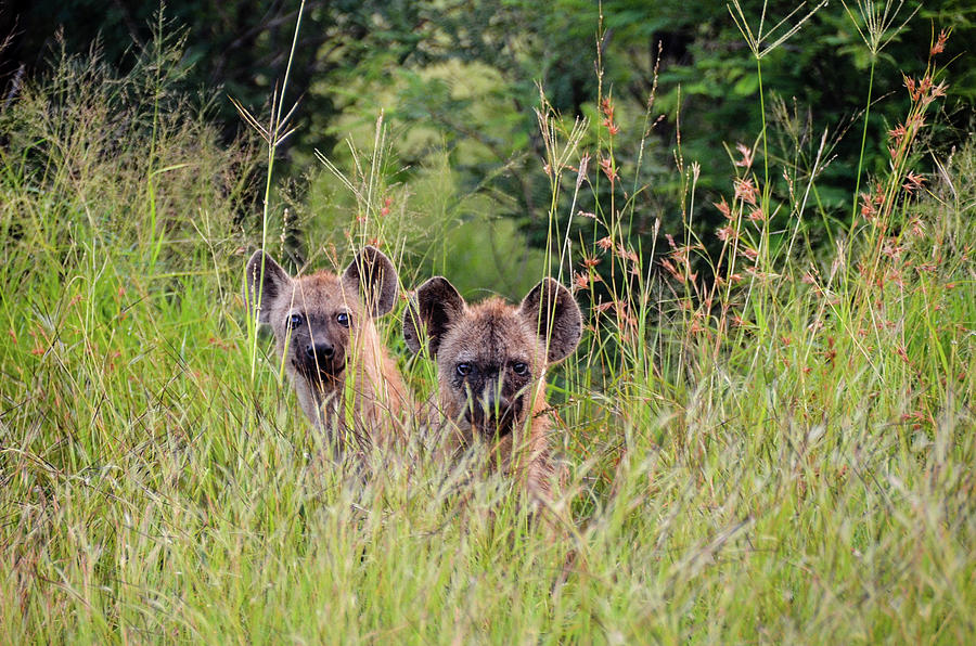 Hide-n-Seek Hyenas Photograph by Gaelyn Olmsted