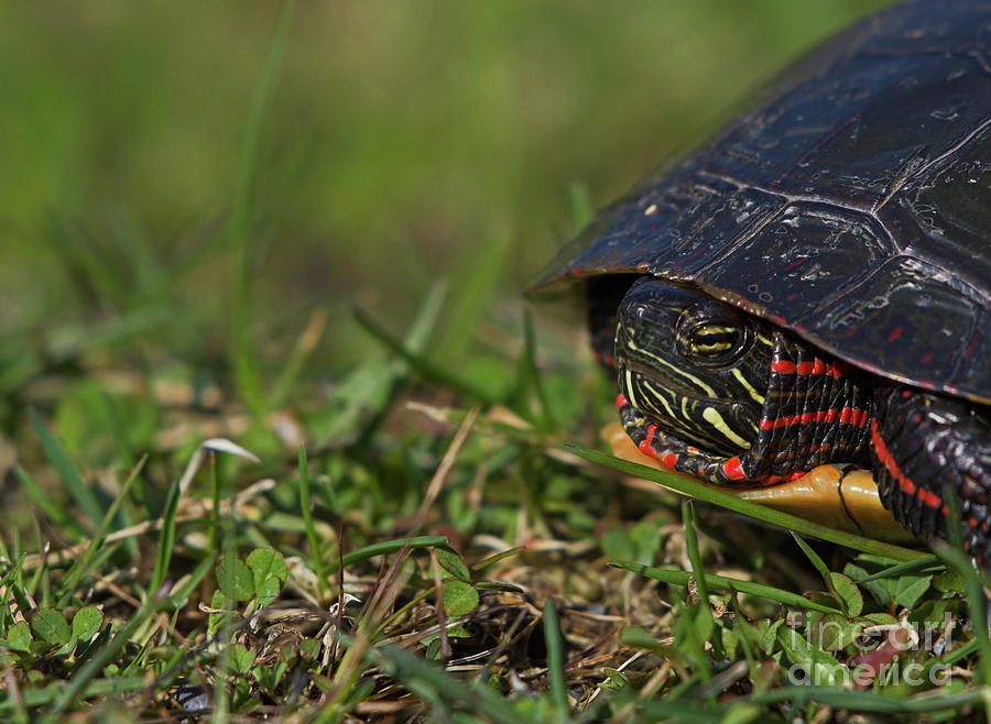 Hideout Photograph by Melanie Lefebvre - Fine Art America