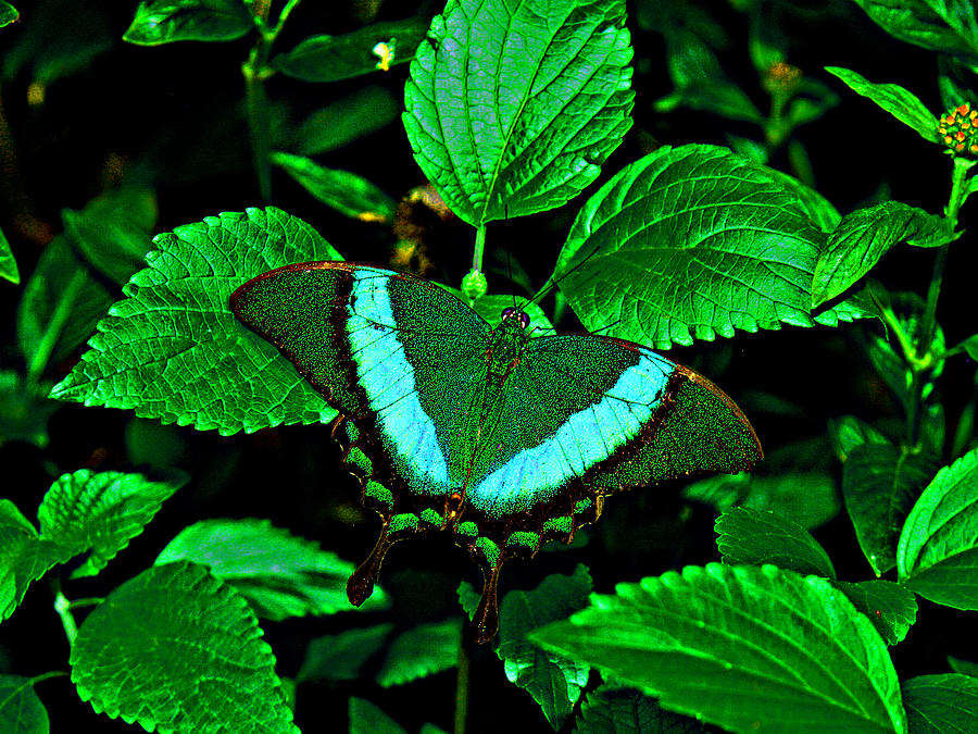 Hiding --- Emerald Swallowtail Photograph by Bob Johnson
