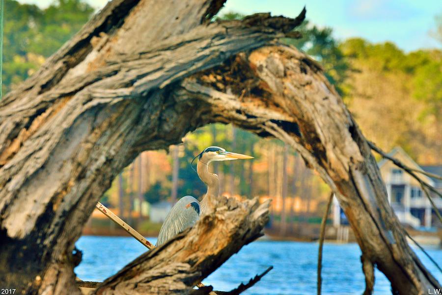 Heron Photograph - Hiding Among The Trees by Lisa Wooten