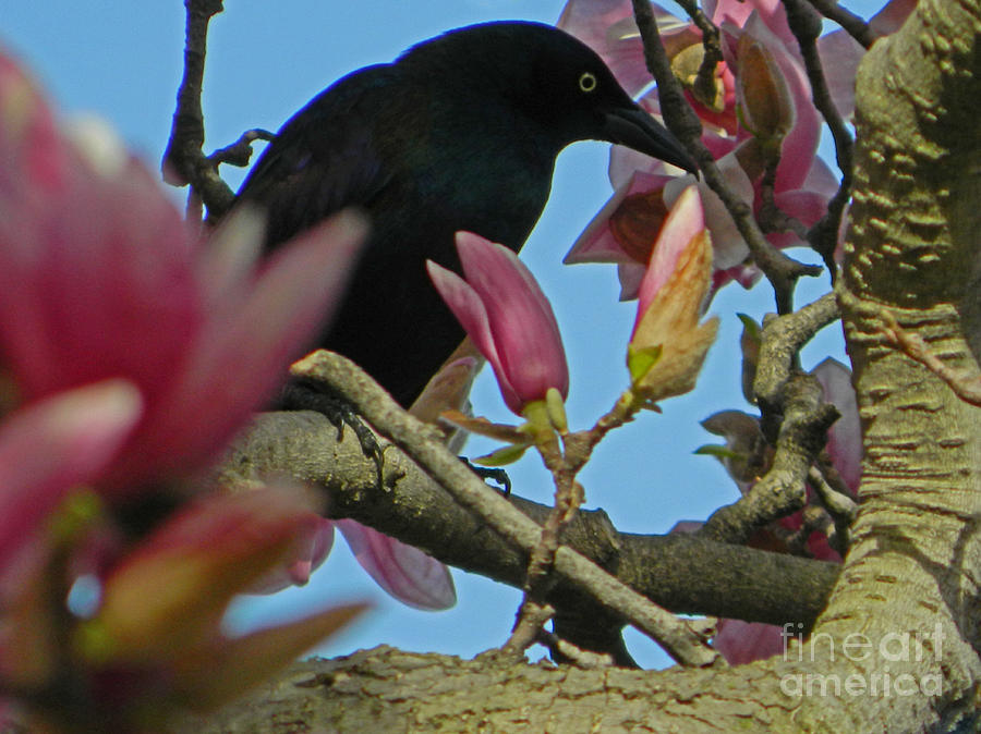 Black Birds Photograph - Hiding Amongst The Magnolias by Emmy Vickers