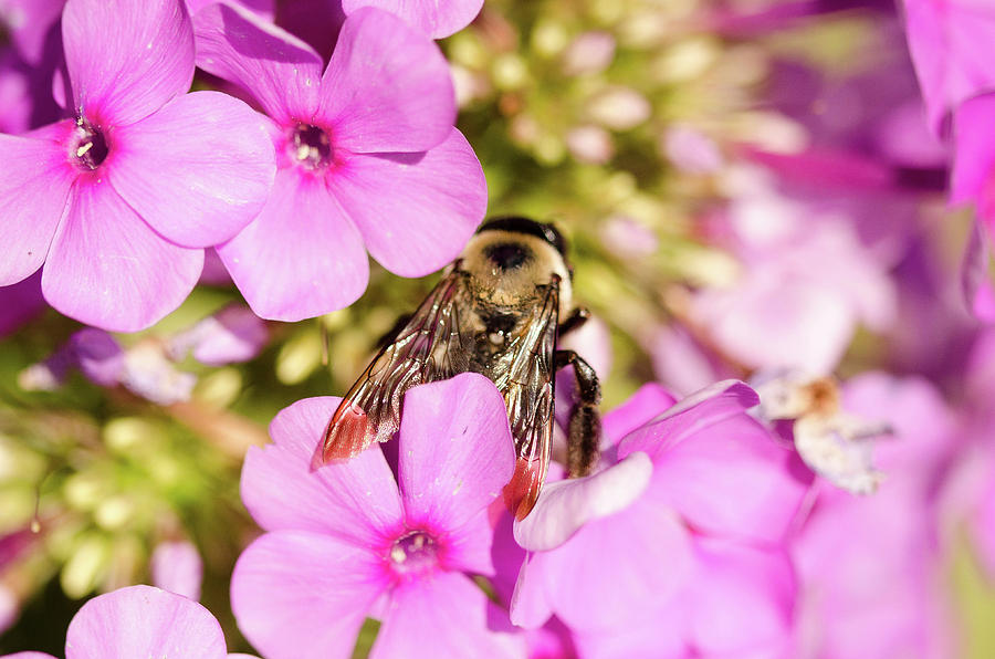 Hiding Bee by Nikki Watson McInnes Hiding Bee by Nikki Watson McInnes