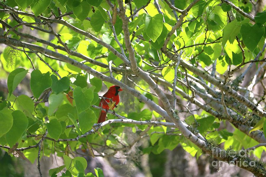 Hiding Cardinal In Beautiful Tree Photograph