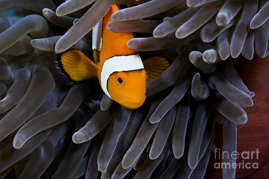 Hiding Clown Anemonefish Photograph by Dave Fleetham - Printscapes