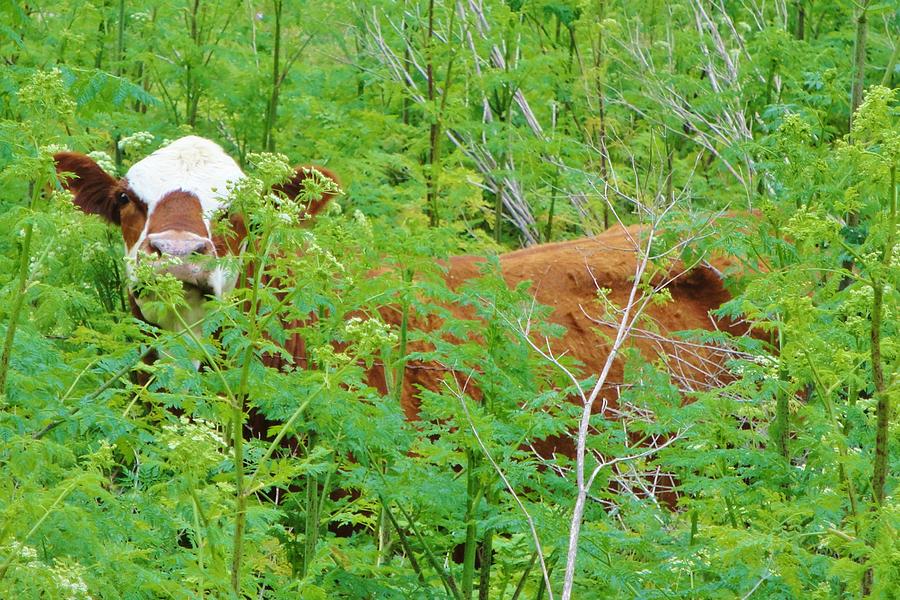 Hiding Cow Photograph by Sarah Allegra - Fine Art America