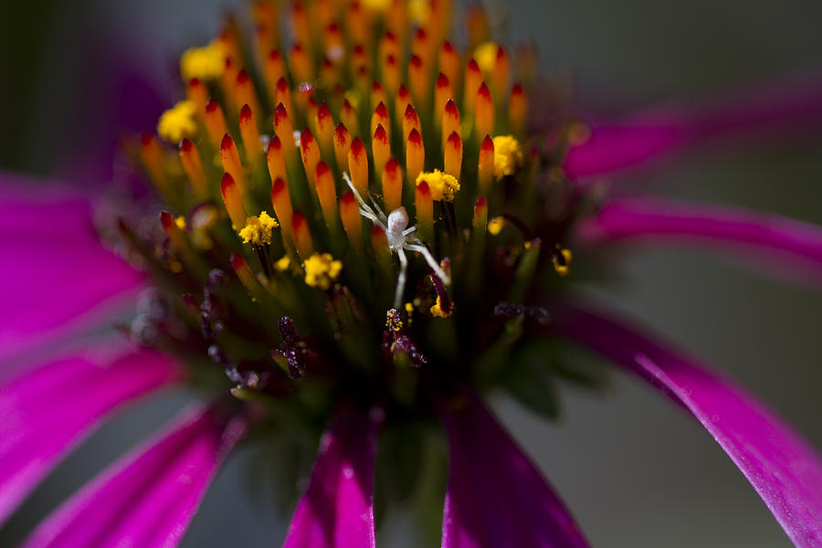 Hiding Crab Spider on Coneflower Photograph by Kathy Clark