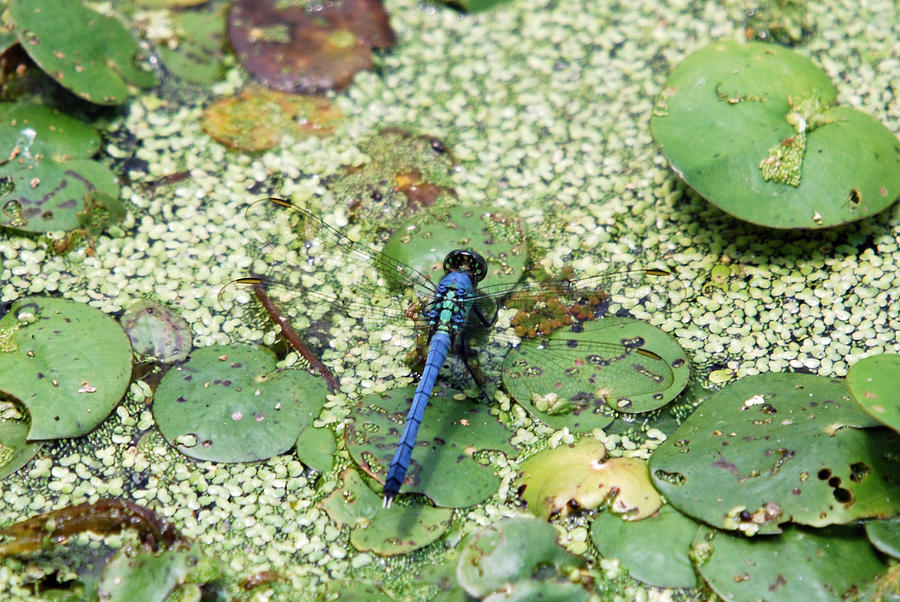 Hiding Dragonfly Photograph by Teresa Blanton