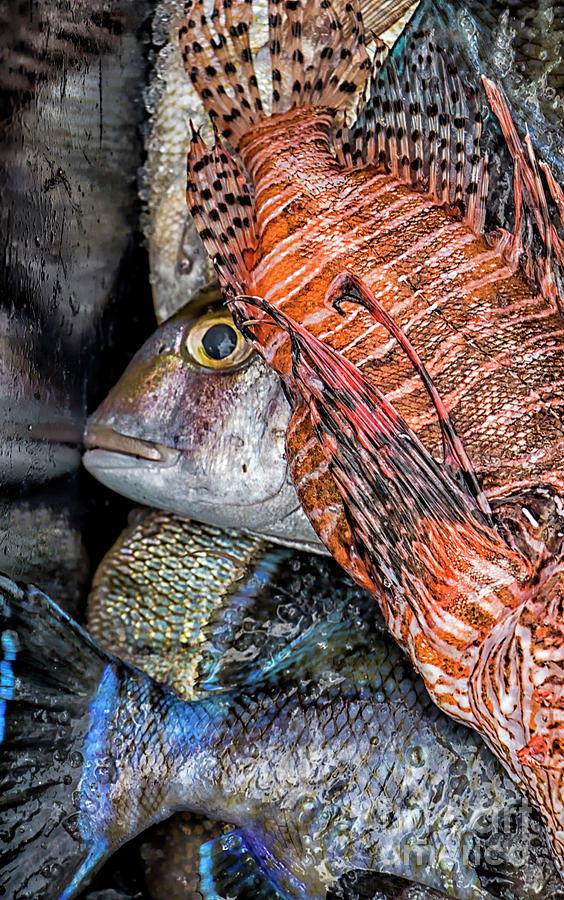 Hiding Fish Photograph by Jacqueline Sue Photography - Pixels