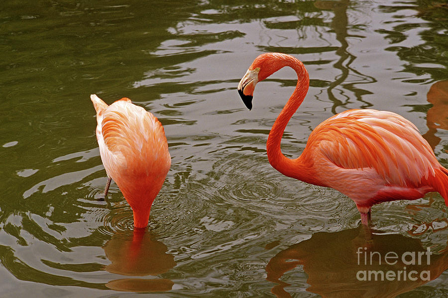 Hiding Flamingo Photograph by Jim Corwin