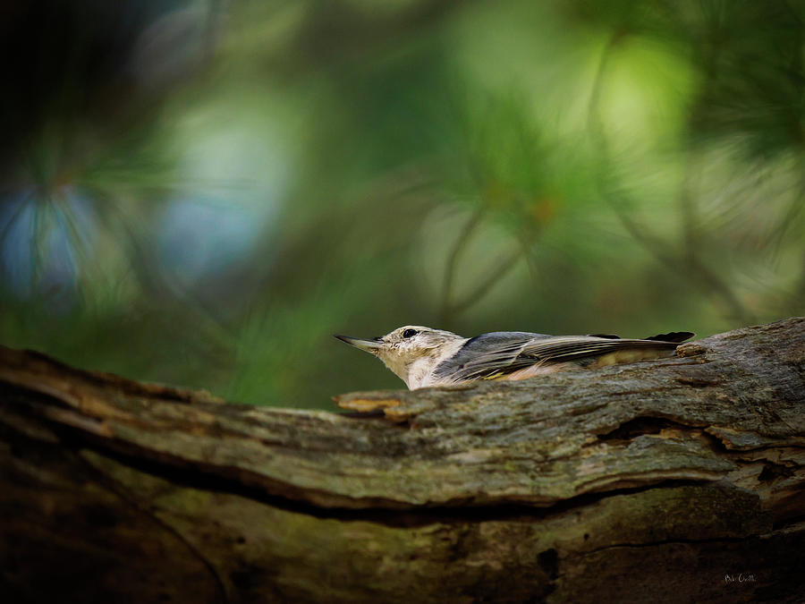 Bird Photograph - Hiding From The Hawk by Bob Orsillo