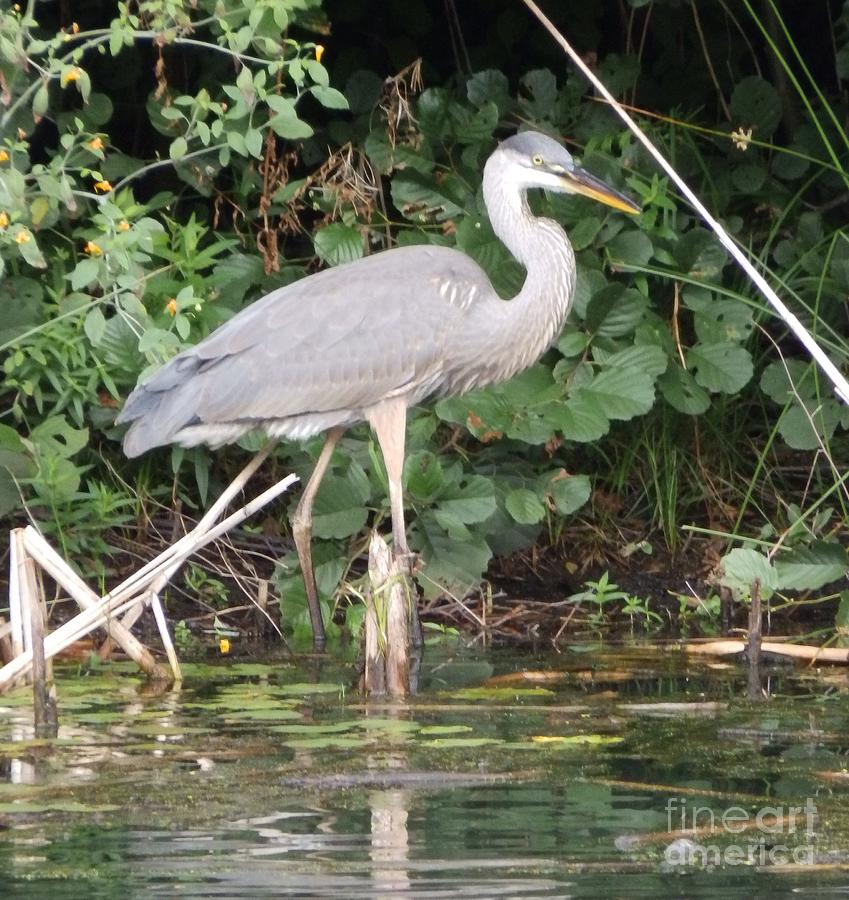 Hiding Heron Photograph by Lisa Cassinari - Fine Art America