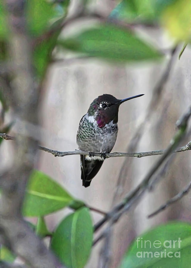 Hiding Hummingbird Photograph by Carol Groenen