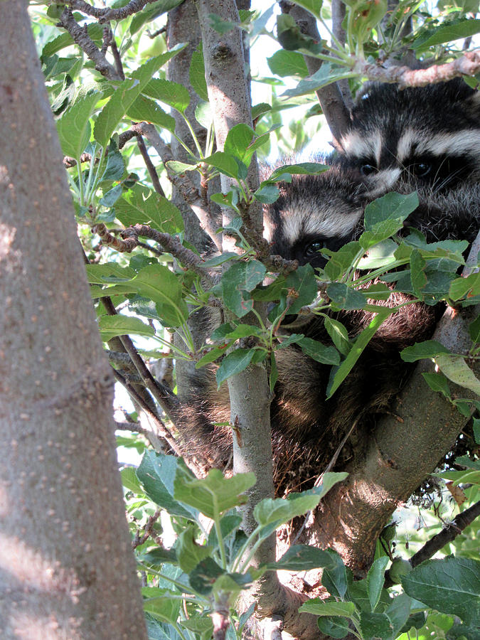 Babies Photograph - Hiding In A Tree by Maxine Grossman Babies Photograph - Hiding In A Tree by Maxine Grossman