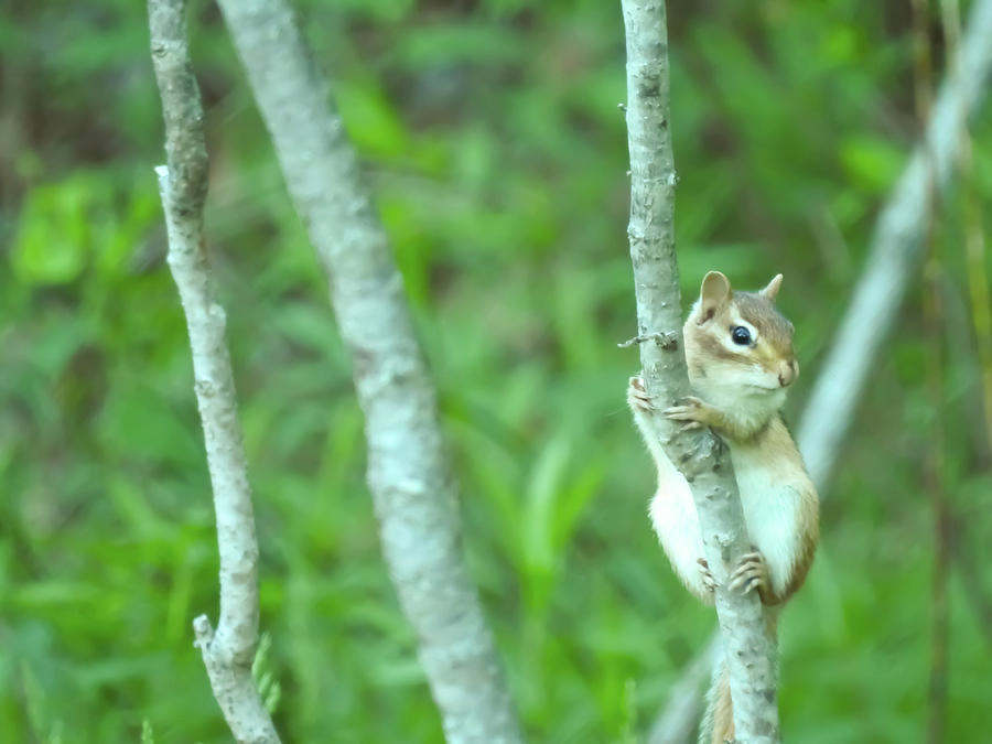 Hiding in Plain Sight Photograph by Angela Michaud Fine Art America