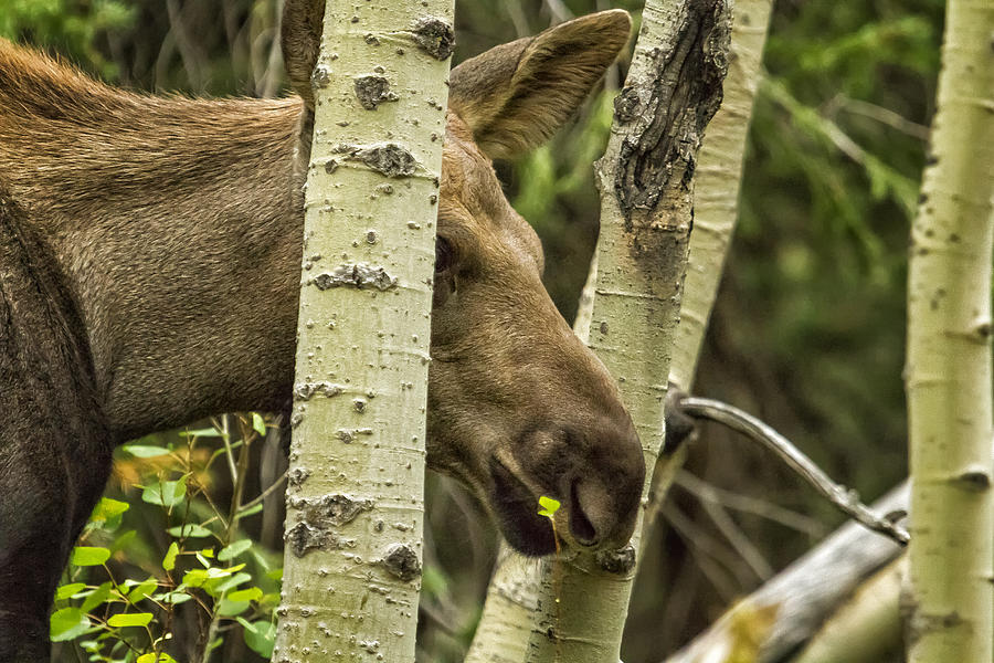 Hiding in Plain Sight - Moose Calf Photograph by Belinda Greb
